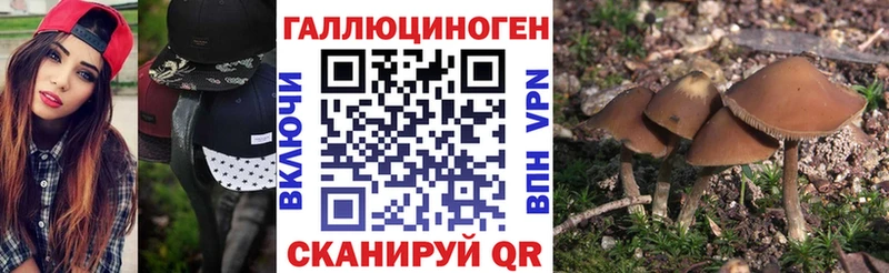 купить наркоту Ачхой-Мартан Псилоцибиновые грибы Cubensis