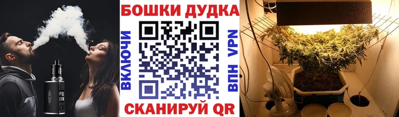 где купить наркоту  Ачхой-Мартан  Канабис марихуана 